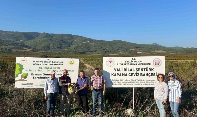Kavaklığı ceviz bahçesine dönüştüren muhtarlık ilk hasadını yaptı