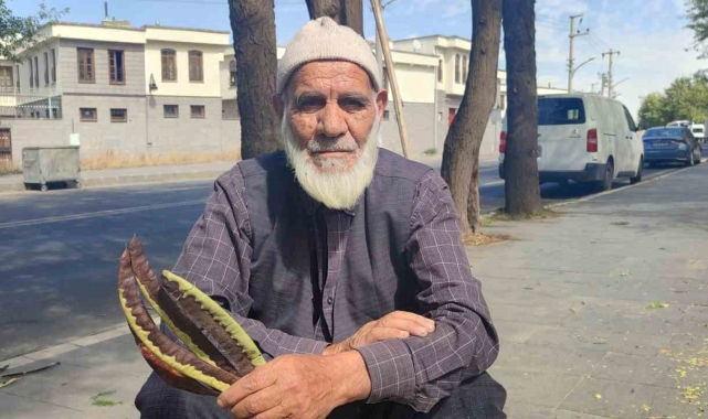 Keçiboynuzu toplayarak hem sağlıklı kalıyor hem de hayvanlarını besliyor