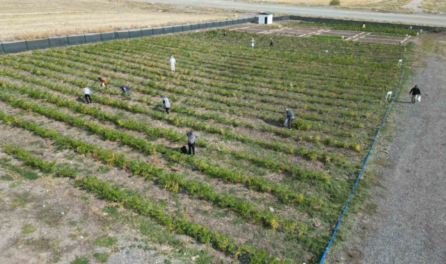 Keçiören'de huzurevi sakinleri bostanda meyve ve sebze topladı