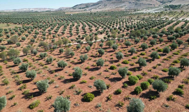 Kilis'te zeytinde erken hasat dönemi