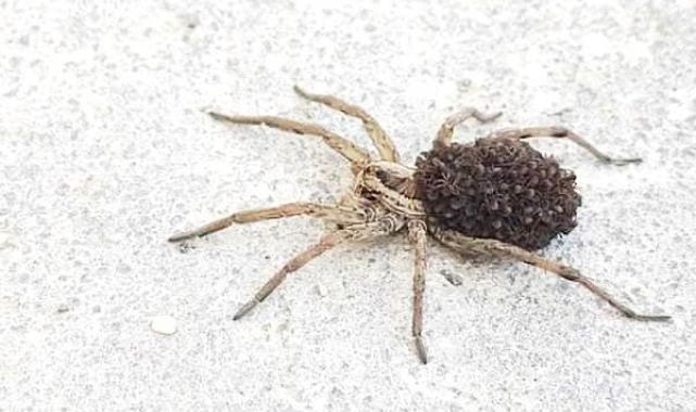 Konya'da yüzlerce yavrusunu sırtında taşıyan zehirli örümcek görüldü