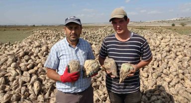 Kütahya'da pancar hasadı başladı