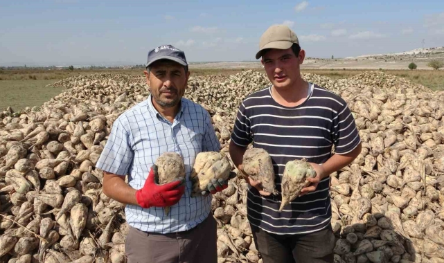Kütahya'da pancar hasadı başladı