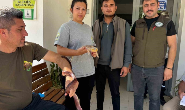 Manisa'da Mısır yılanı ve sakallı ejder satışı yapan petshopa ceza