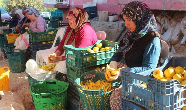 Manisa'da şifa kaynağı cennet hurmasına talep artıyor