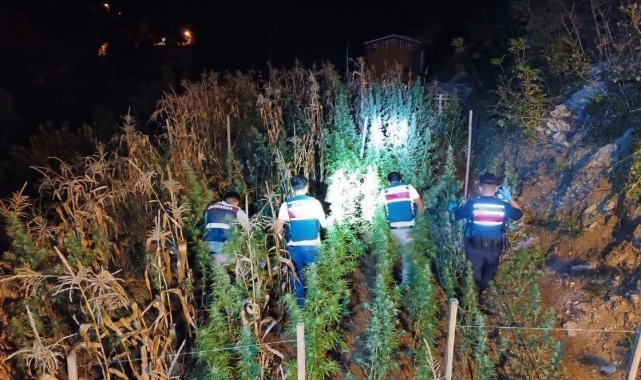 Mersin'de uyuşturucu yetiştirenlere operasyon: 3 gözaltı