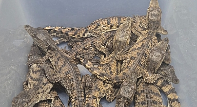 Mısır'dan kaçak yollarla Türkiye'ye getirilen timsahlara el konuldu