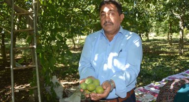 Modern tekniklerle toplanan Niksar cevizinde kalite zirveye taşındı