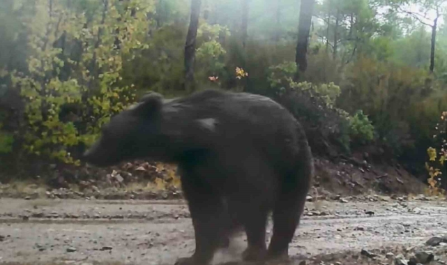 Muğla'da yaban hayatı fotokapana yansıdı