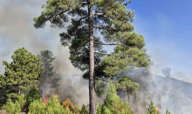 Muğla'nın Köyceğiz ilçesinde orman yangını