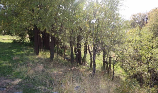 Muş'ta jaguar görüldüğü iddiası