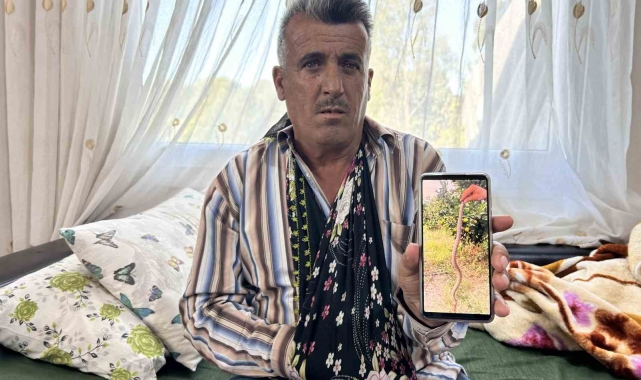 Narenciye topladığı esnada engerek ısıran çiftçi, hayata tutunmayı başardı