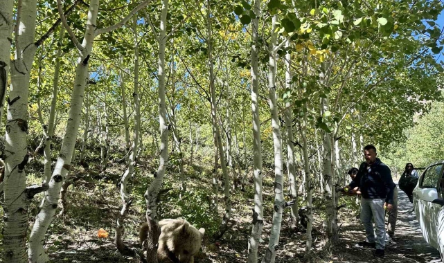 Nemrut'un maskotu bozayılar ve ekosistem tehlike altında