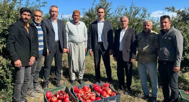 Samsat'ta nar hasadı başladı