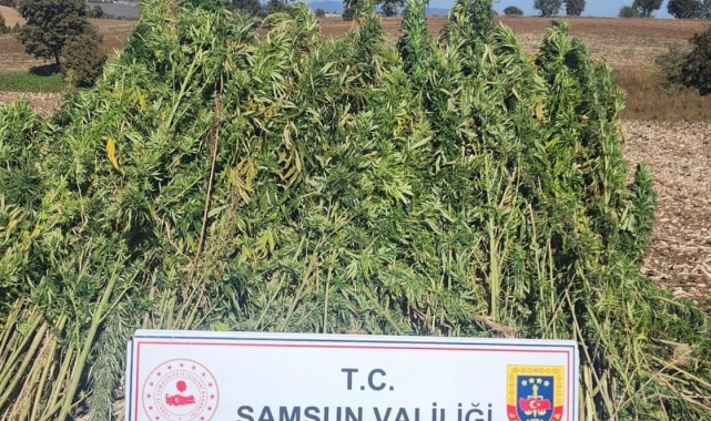 Samsun'da 810 kök kenevir bitkisi ele geçirildi