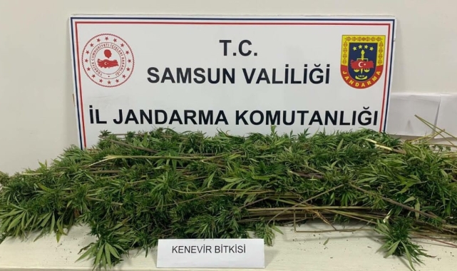 Samsun'da arazide ekili 304 kök kenevir ele geçirildi