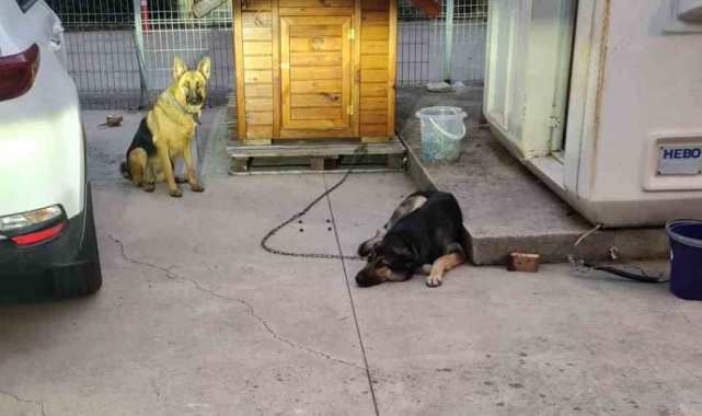 Sancaktepe'de lise öğrencisi köpek saldırısından son anda kurtuldu