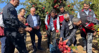 Şanlıurfa'da üretilen Hicaz Narı dünyaya ihraç ediliyor