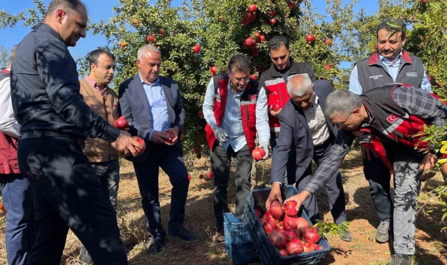 Şanlıurfa'da üretilen Hicaz Narı dünyaya ihraç ediliyor