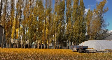 Sararan yapraklar toprakla buluştu