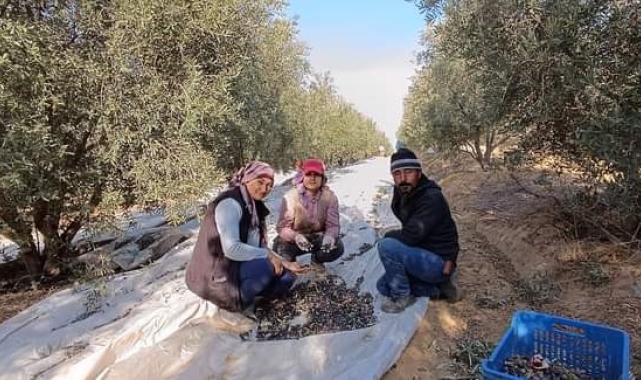 Sarıgöl'de zeytin hasadına başlandı