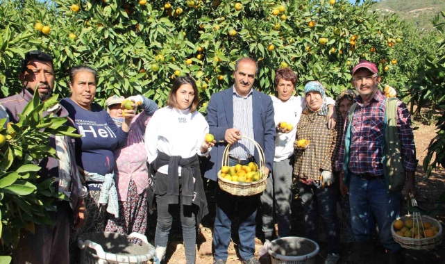 Satsuma mandalinanın ihracat yolculuğu 18 Ekim'de başlıyor