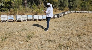 Seydikemer'de arılı kovan tespit çalışmaları devam ediyor