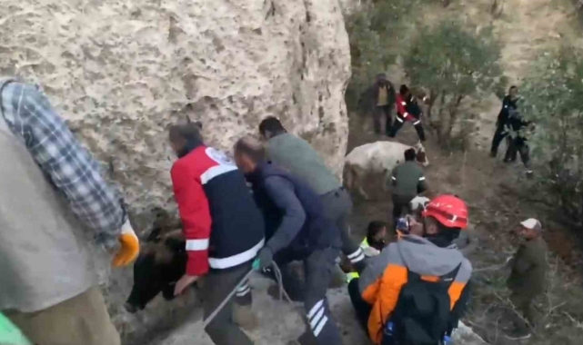 Siirt'te çukurda mahsur kalan inekler kurtarıldı