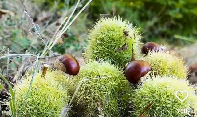 Simav'ın Kara Elması kestane hasadı başladı