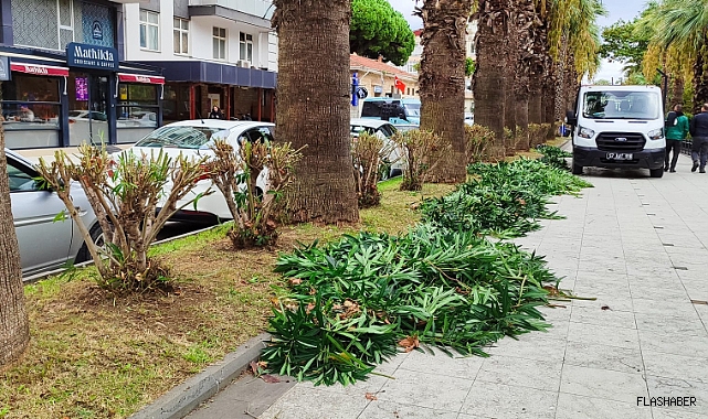 Sinop Belediyesi'nden zakkum bakımı