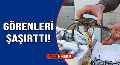 Sinop'ta ağlara takıldı