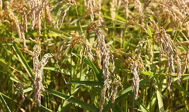 Sinop&#039;ta çeltik üreticilerine randevu uyarısı