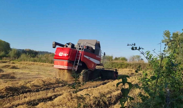 Sinop'ta çeltik hasadı