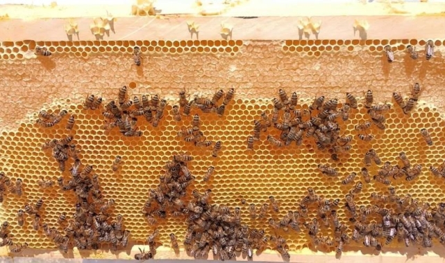 'Son yıllarda doğal yaşam alanlarına insanların müdahalesi, tozlayıcı arı türlerinin sayısını azalttı'