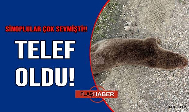Su samuru telef oldu