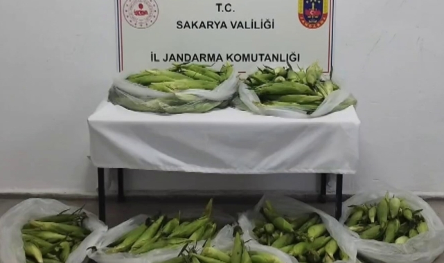 Tarladan mısır koçanı ve üzüm çalan hırsızlar jandarmadan kaçamadı
