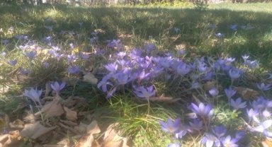 Tokat'ın yüksek kesimleri vargit çiçekleriyle süslendi