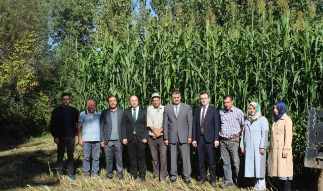 Tokat'ta ilk kez ekilen sorgum sudan otu melezi ekonomiye katkı sağlayacak