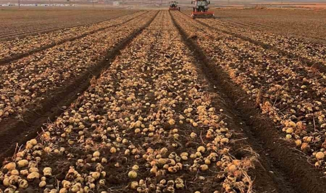 Tomarza'da patates hasadı tüm hızıyla devam ediyor