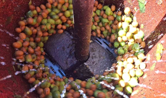 Tunceli&#039;de zorlu ceviz hasadı başladı