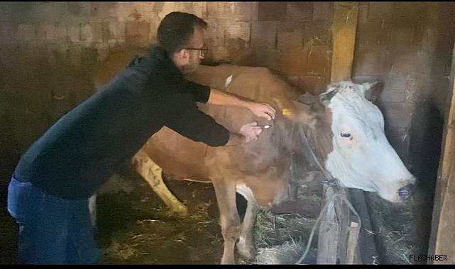 Türkeli'de küçük ve büyükbaş hayvanlar aşılandı
