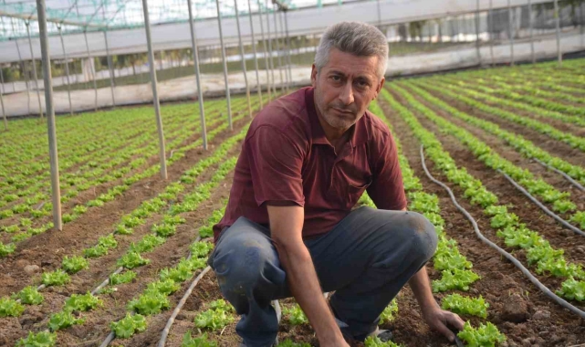 Türkiye'nin marul ihtiyacının 5'te 1'i 'Marmara'nın küçük Antalya'sından karşılanıyor