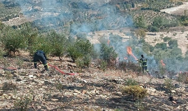 Yayladağı'nda zeytinlik yangını