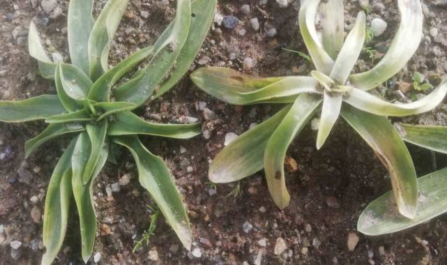 Yeni sezonun ilk salepleri toprakla buluştu
