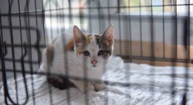 Yıldırım'da can dostlar emin ellerde