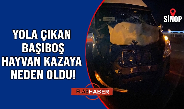 Yola çıkan başıboş hayvana minibüs çarptı