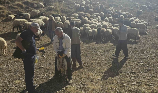 Yüksekova'da küçükbaş hayvanlara aşılama ve küpeleme çalışması