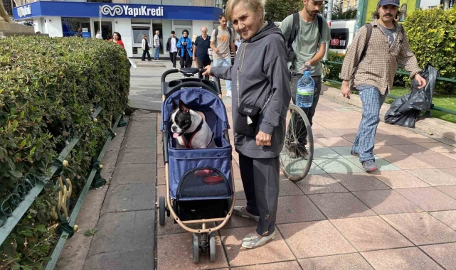 17 Kilo ağırlığına ulaşan köpeğini gezdirme adeta bir bebek gibi dolaştırıyor
