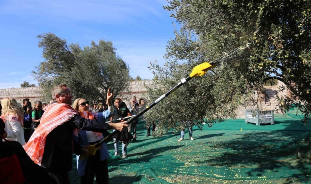 19. Ayvalık Uluslararası Zeytin Hasat Festivali'nde ilk hasat Barbun'un Çiftliği'nde gerçekleşti