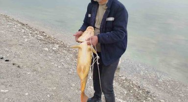 21 kiloluk sazan yakaladı, mutluluğu tebessüm ettirdi